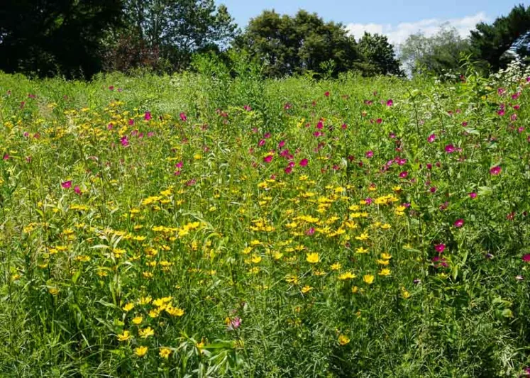Callirhoe bushii, Bush's Poppy Mallow, Callirhoe involucrata var. bushii, Callirhoe papaver var. bushii, Drought tolerant perennials, Purple perennial flowers, Evergreen perennial,Low maintenance perennial
