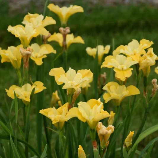 Siberian Iris Sunfisher, Iris Sibirica Sunfisher, Siberian flag Sunfisher, Yellow Flowers, Yellow Iris, Yellow Siberian iris