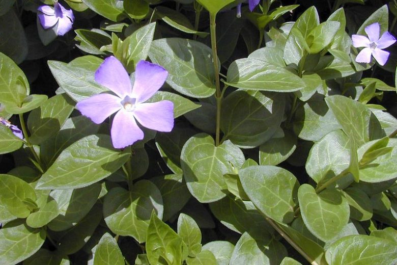 Vinca major, Periwinkle, Greater Periwinkle, Bigleaf Periwinkle, Evergreen Perennial, Evergreen Ground Cover, Evergreen GroundCover, Shade perennials, Plants for shade, Blue Vinca, Blue Groundcover