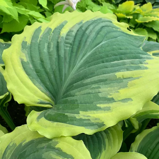 Hosta Drop-dead Gorgeous, Plantain Lily Drop-dead Gorgeous, Drop-dead Gorgeous Hosta', Variegated Hosta, Shade perennials, Plants for shade