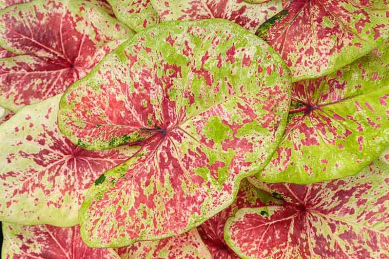 Caladium Heart to Heart® 'Raspberry Moon', Angel Wings Heart to Heart® 'Raspberry Moon', Shade Plant, Red leaves, Red Foliage, Fancy Caladium, Fancy-Leafed Caladium