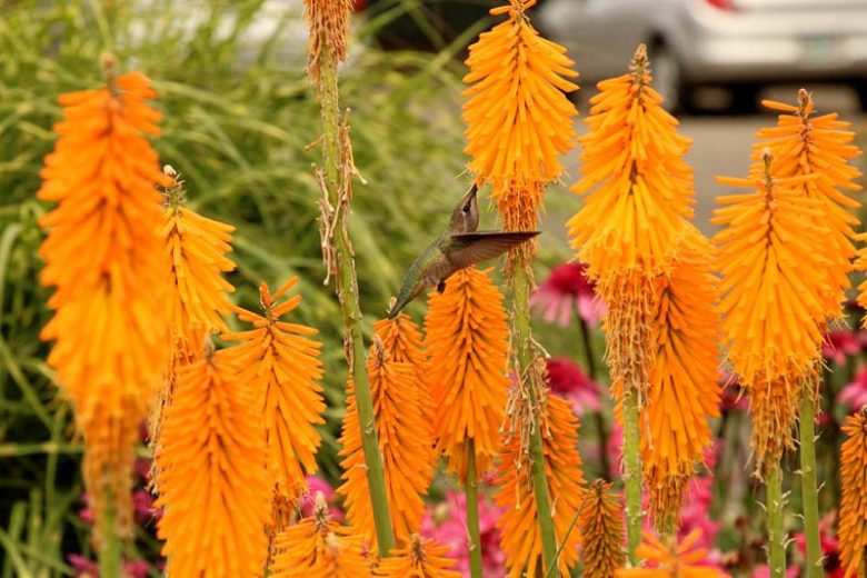 Kniphofia Mango Popsicle, Red Hot Poker Mango Popsicle, Poker Plant Mango Popsicle, Torch Lily Mango Popsicle, Tritoma Mango Popsicle, orange flowers, summer perennial