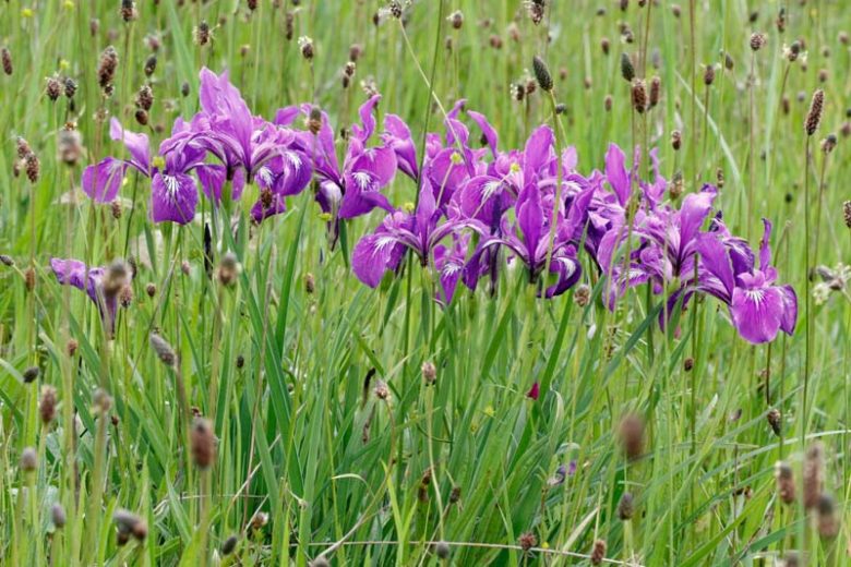 Iris tenax, Toughleaf Iris, Tough-leaf Iris, Oregon Iris, Purple Iris