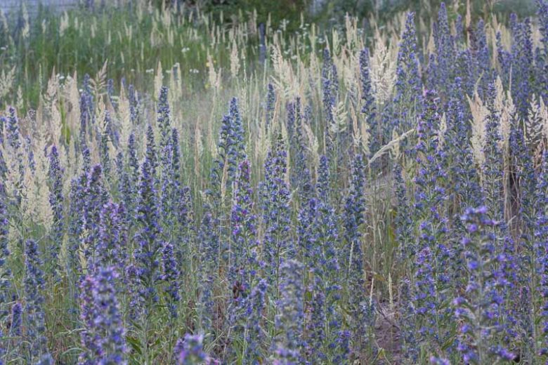 Koeleria macrantha, Prairie Junegrass, Junegrass, Prairie Koeler's Grass, Koeleria albescens, Koeleria cristata, Ornamental Grass, Perennial grass, Drought tolerant grass