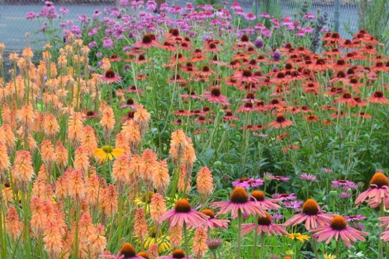Echinacea 'Mama Mia', Coneflower 'Mama Mia', Orange coneflower, Orange coneflowers, Orange Echinacea, Red coneflower, Red coneflowers, Red Echinacea, Coneflower, Coneflowers