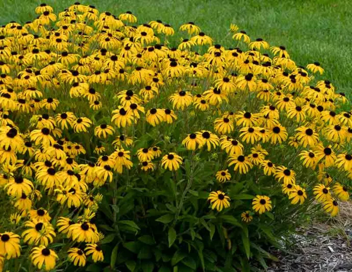 Rudbeckia Fulgida American Gold Rush, Black-Eyed Susan 'American Gold Rush', Glowing Coneflower 'American Gold Rush, Rudbeckia American Gold Rush, late summer perennial, golden flowers, yellow perennial,
