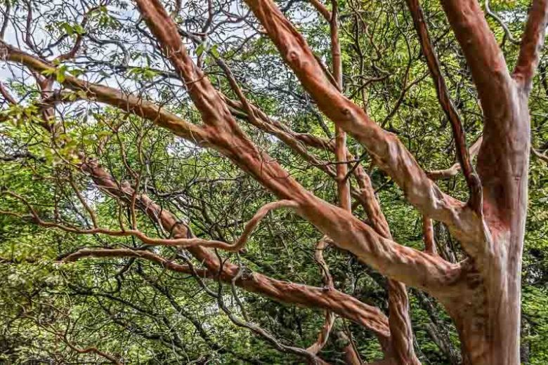 Arbutus andrachne, Greek Strawberry Tree, Grecian Strawberry Tree, Evergreen Shrubs, White flowers, Pink flowers, Red Fruits, Yellow Fruits, drought tolerant flowers, Flowering Tree
