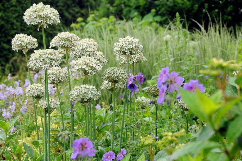 Allium Nigrum, Flowering Onion, Black Garlic, Allium Multibulbosum, Black Garlic, Broad-Leaved Onion, Spring Bulbs, Spring Flowers , White Flowering Onion, White Onions, Late Spring Bloom, Early Summer Bloom