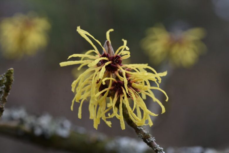 Hamamelis mollis 'Wisley Supreme', Witch Hazel 'Wisley Supreme', Chinese Witch Hazel 'Wisley Supreme', Yellow Flowers, Yellow Witch Hazel,