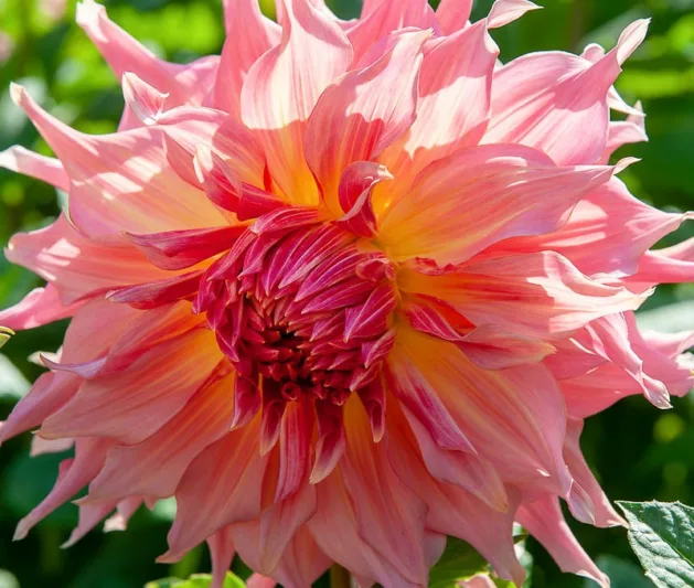 Dahlia 'Penhill Watermelon', Penhill Watermelon Dahlia , Decorative Dahlias, Dinner Plate Dahlias , Dinnerplate Dahlias, Giant Dahlias, Pink Dahlia Flowers, Dahlia Tubers, Dahlia Bulbs, Dahlia Flower, Dahlia Flowers, summer bulbs