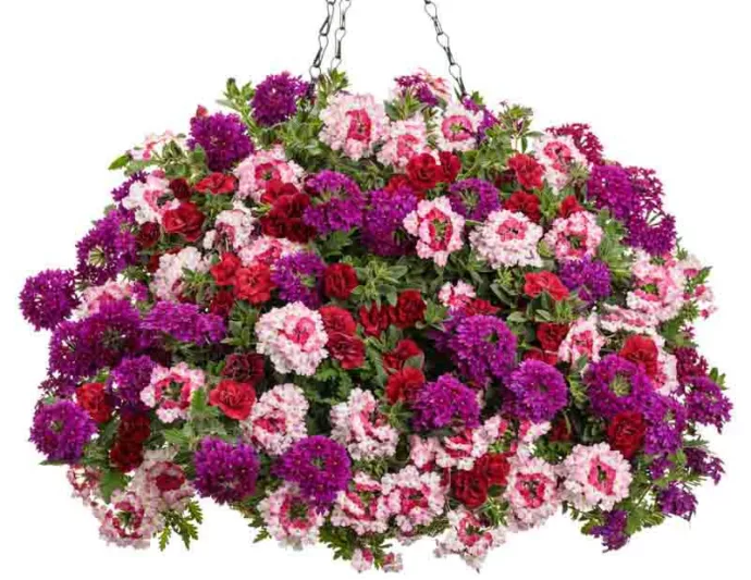 Calibrachoa 'Superbells Double Ruby', Superbells Double Ruby Calibrachoa, Mounding Calibrachoa, Trailing Calibrachoa, Red Calibrachoa, Red Flowers
