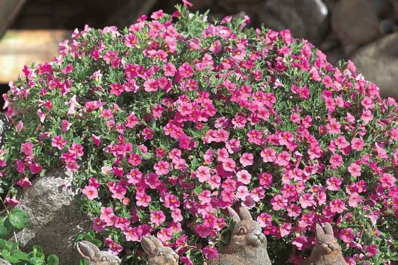 Calibrachoa 'Superbells Pink', Superbells Pink Calibrachoa, Mounding Calibrachoa, Trailing Calibrachoa, Pink Calibrachoa, Pink Flowers