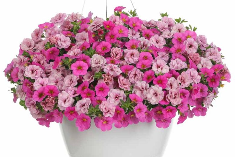 Calibrachoa 'Superbells Double Orchid', Superbells Double Orchid Calibrachoa, Mounding Calibrachoa, Trailing Calibrachoa, Pink Calibrachoa, Pink Flowers