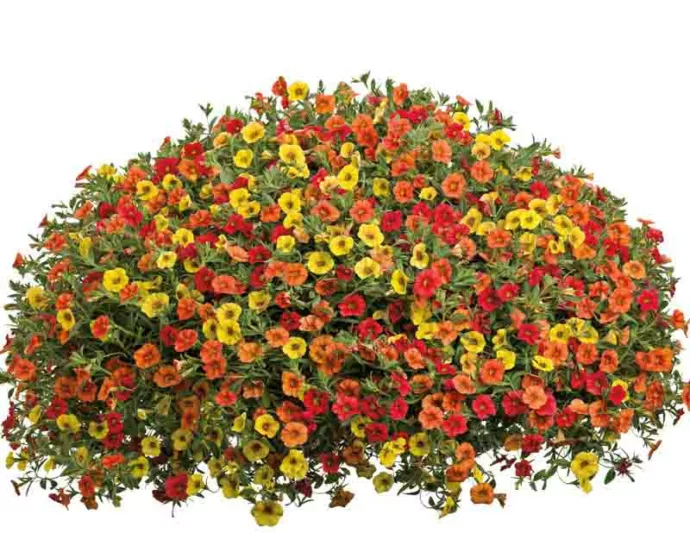 Calibrachoa 'Superbells Saffron', Superbells Saffron Calibrachoa, Mounding Calibrachoa, Trailing Calibrachoa, Yellow Calibrachoa, Yellow Flowers