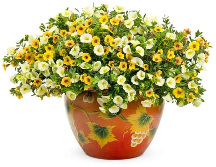 Calibrachoa 'Superbells Yellow Chiffon', Superbells Yellow Chiffon Calibrachoa, Mounding Calibrachoa, Trailing Calibrachoa, Yellow Calibrachoa, Yellow Flowers