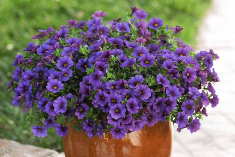 Calibrachoa 'Cabaret Deep Blue', Cabaret Deep Blue Calibrachoa, Mounding Calibrachoa, Trailing Calibrachoa, Blue Calibrachoa, Blue Flowers
