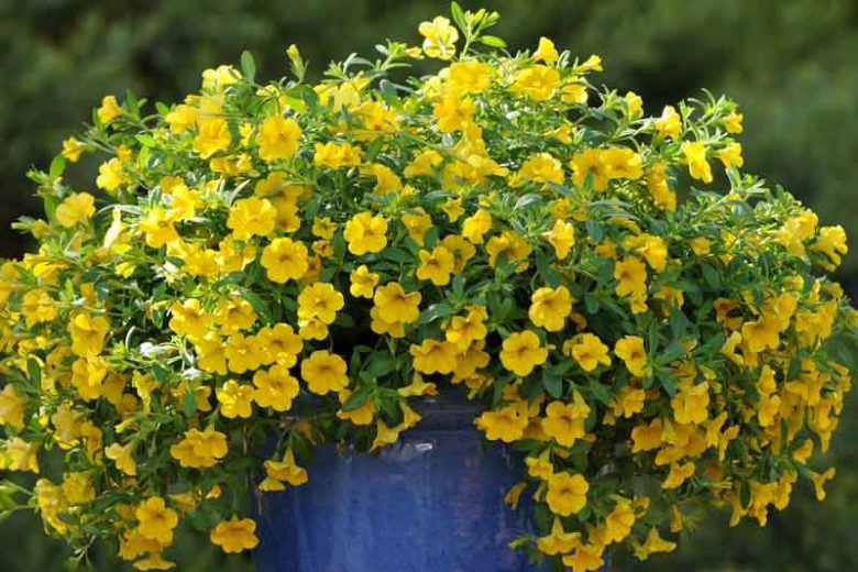 Calibrachoa 'Cabaret Deep Yellow', Cabaret Deep Yellow Calibrachoa, Mounding Calibrachoa, Trailing Calibrachoa, Yellow Calibrachoa, Yellow Flowers