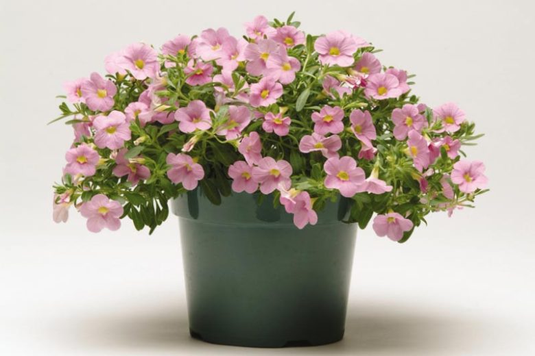 Calibrachoa 'SCabaret Light Pink', Cabaret Light Pink Calibrachoa, Mounding Calibrachoa, Trailing Calibrachoa, Pink Calibrachoa, Pink Flowers