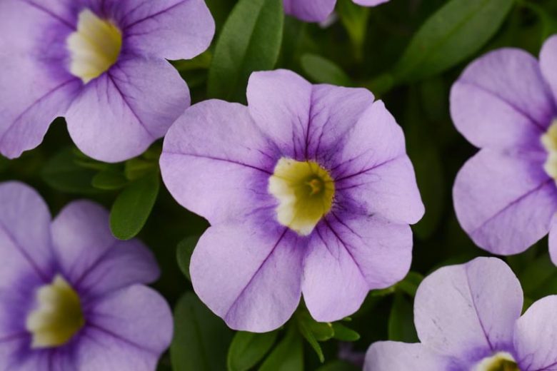 Calibrachoa 'Cabaret Sky Blue', Cabaret Sky Blue Calibrachoa, Mounding Calibrachoa, Trailing Calibrachoa, Blue Calibrachoa, Blue Flowers