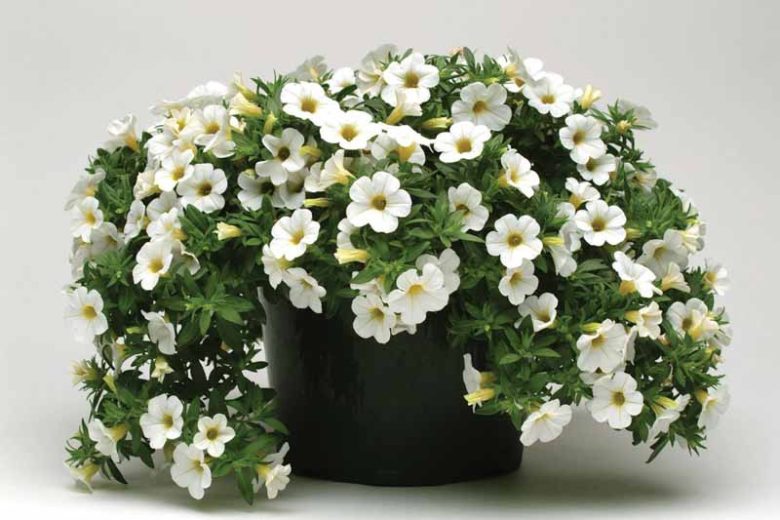 Calibrachoa 'Cabaret White', Cabaret White Calibrachoa, Mounding Calibrachoa, Trailing Calibrachoa, White Calibrachoa, White Flowers