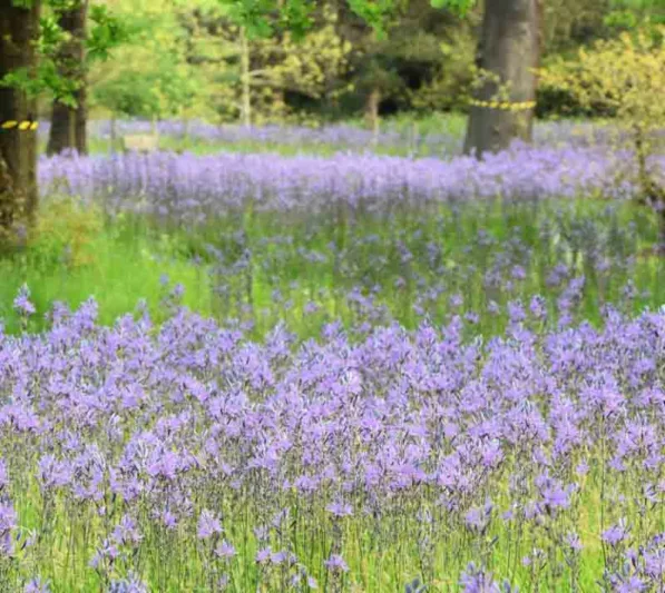 Camassia, camas, quamash
