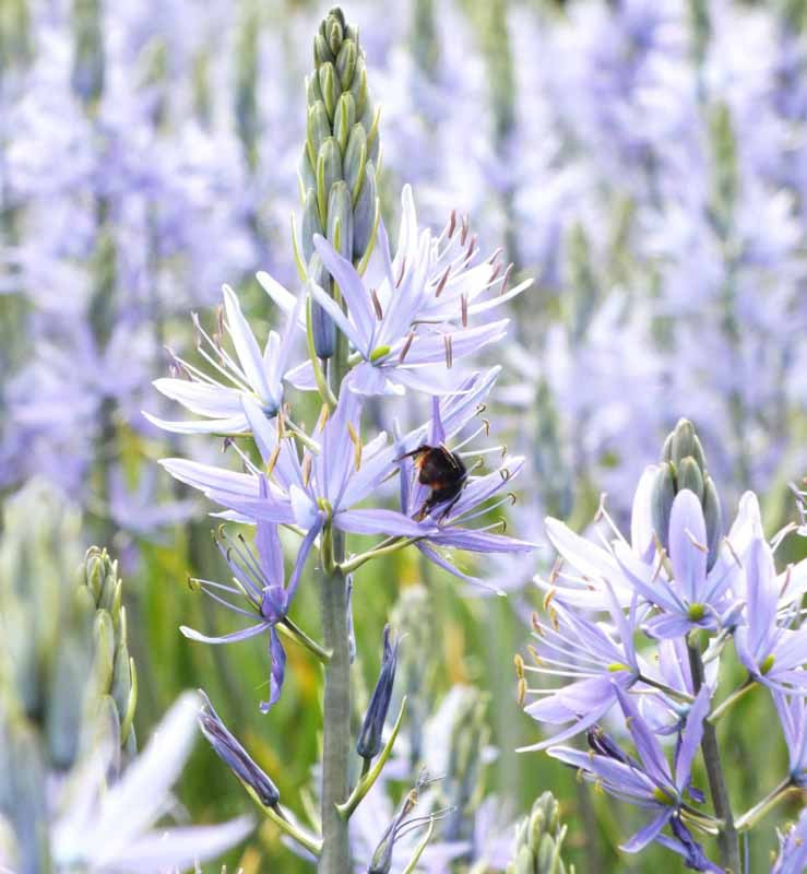 Camassia, (Camas), Camas, Wild Hyacinth, Camass, Quamash, Leichtlin’s Camass, Camassia leichtlinii, Camassia cusickii, Camassia quamash, spring flowers, blue flowers