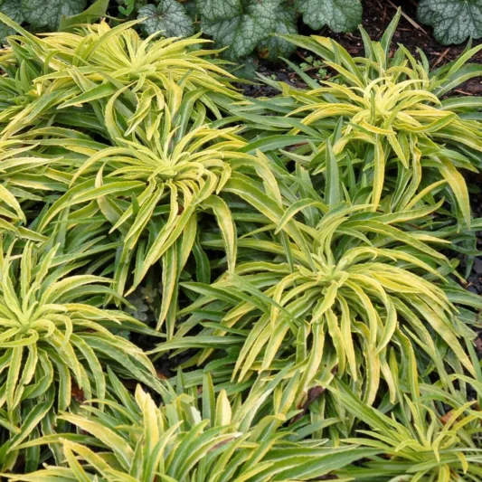 Campanula Persicifolia 'Blue-eyed Blonde',Fairy Bellflower 'Blue-eyed Blonde', Fairy Bells 'Blue-eyed Blonde', Peach Bells 'Blue-eyed Blonde', Petticoat Bellflower 'Blue-eyed Blonde', Willow Bell 'Blue-eyed Blonde', Peachleaf Bellflower 'Blue-eyed Blonde'