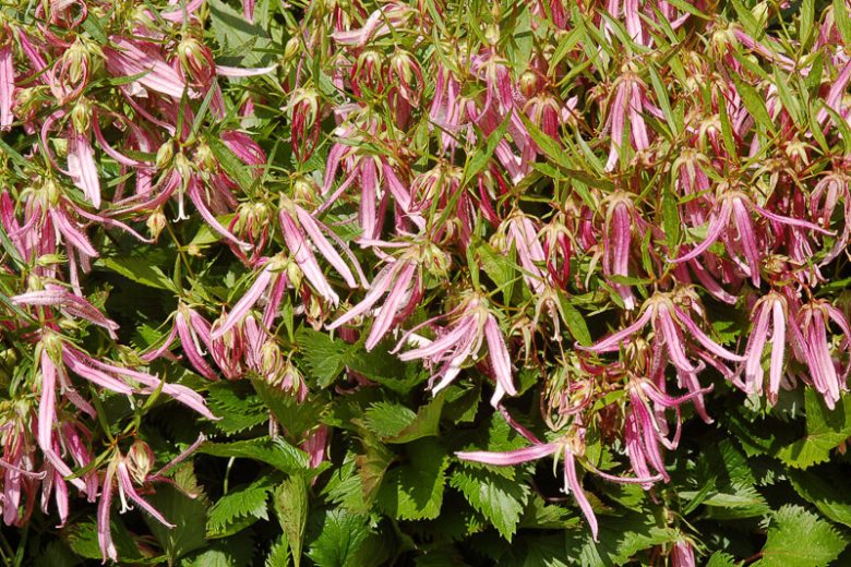 Campanula Pink Octopus, Bellflower 'Pink Octopus', 'Pink Octopus' Bellflower, Campanula hybrida 'Pink Octopus', Pink flowers