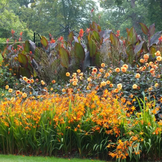 Crocosmia × Crocosmiiflora 'Star of the East', Montbretia 'Star of the East', Coppertips 'Star of the East', Falling Stars 'Star of the East', AGM crocosmia