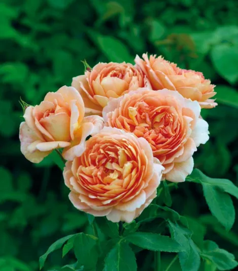 Rosa Carding Mill, Rosa 'Carding Mill', English Rose 'Lady Carding Mill, David Austin Rose, English Rose, Fragrant roses, Shrub roses, orange roses