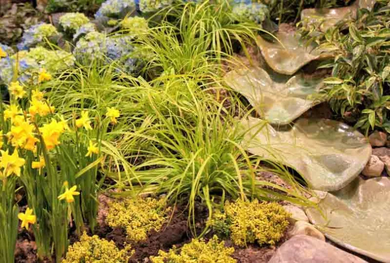 Carex Oshimensis 'Everillo', Japanese Sedge 'Everillo', Evergreen sedge, Evergreen Japanese Sedge, Ornamental grasses,