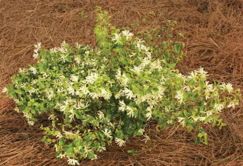 Loropetalum chinense 'Carolina Moonlight', Chinese Fringe Flower 'Carolina Moonlight', Carolina Moonlight Chinese Fringe Flower, Loropetalum chinense 'NCI 002', evergreen shrubs, White flowers, dark foliage