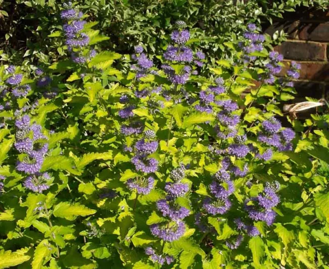Caryopteris x clandonensis 'Hint of Gold', Bluebeard 'Hint of Gold', Caryopteris x 'Hint of Gold', Hint of Gold Bluebeard, Hint of Gold Blue Mist Spiraea, Caryopteris x clandonensis 'Lisaura', Blue Flowers, Blue Spiraea, Golden Bluebeard, Golden Blue Mist Spirea