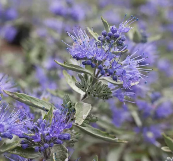Caryopteris x clandonensis 'Lissilv' Sterling Silver, Bluebeard 'Hint of Gold', Caryopteris x 'Hint of Gold', Hint of Gold Bluebeard, Hint of Gold Blue Mist Spiraea, Caryopteris x clandonensis 'Lisaura', Blue Flowers, Blue Spiraea, Golden Bluebeard, Golden Blue Mist