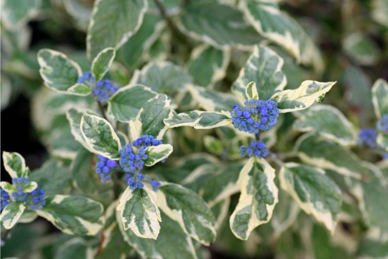 Caryopteris x clandonensis 'White Surprise', Bluebeard 'White Surprise', Caryopteris x 'White Surprise', White Surprise Bluebeard, White Surprise Blue Mist Spiraea, Blue Flowers, Blue Spiraea, Variegated Bluebeard, Variegated Blue Mist Spirea