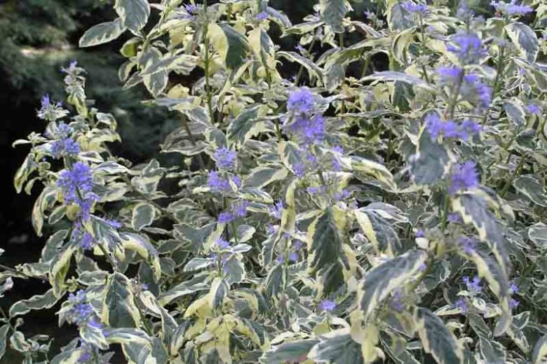 Caryopteris x clandonensis 'White Surprise', Bluebeard 'White Surprise', Caryopteris x 'White Surprise', White Surprise Bluebeard, White Surprise Blue Mist Spiraea, Blue Flowers, Blue Spiraea, Variegated Bluebeard, Variegated Blue Mist Spirea