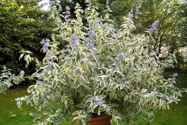 Caryopteris x clandonensis 'White Surprise', Bluebeard 'White Surprise', Caryopteris x 'White Surprise', White Surprise Bluebeard, White Surprise Blue Mist Spiraea, Blue Flowers, Blue Spiraea, Variegated Bluebeard, Variegated Blue Mist Spirea