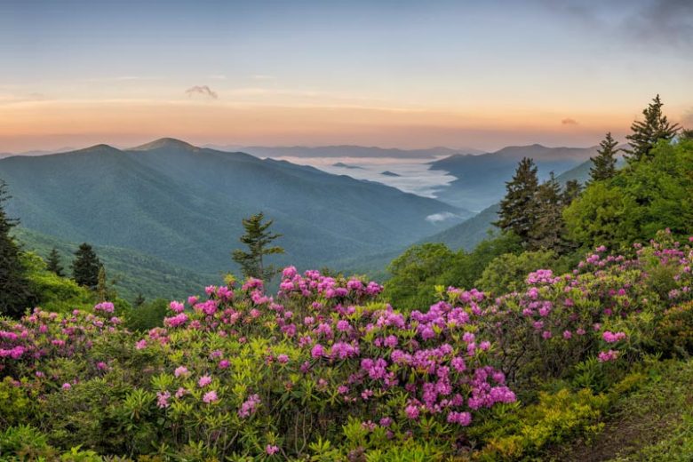Rhododendron catawbiense, Catawba Rosebay, Purple Rhododendron, Red Laurel, Catawba Rhododendron, Mountain Rosebay, Purple Azalea, Purple Rhododendron, Purple Flowering Shrub