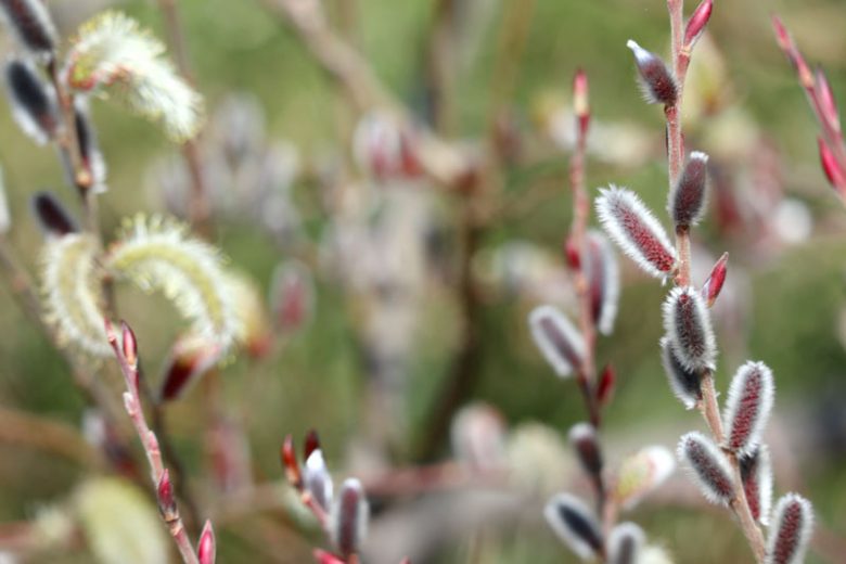 Salix gracilistyla 'Melanostachys', Black Pussy Willow, Black Willow, Catkins