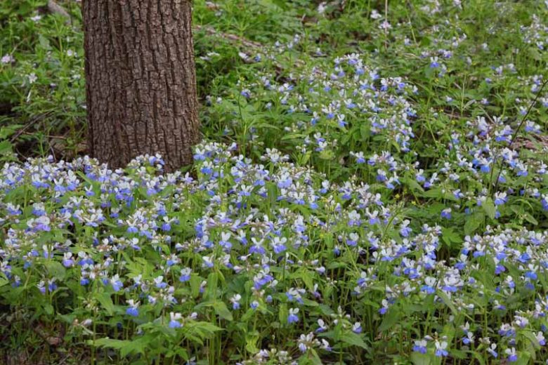 Collinsia verna, Blue Eyed Mary, Spring Blue Eyed Mary, Spring Blue-Eyed Mary