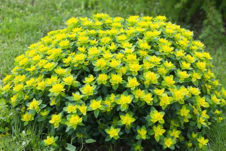 Euphorbia Polychroma, Cushion Spurge,  Many-Colored Spurge, Euphorbia Epithymoides, Yellow flowers, Drought tolerant perennial, Deer resistant perennial, rabbit resistant perennial
