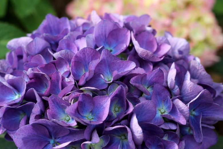 Hydrangea Macrophylla Cityline® Rio, Cityline® Rio Hydrangea, Bigleaf Hydrangea Cityline® Rio, Mophead Hydrangea Cityline® Rio, Pink hydrangea, Blue hydrangea,Purple hydrangea