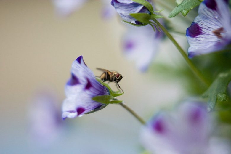 Nemophila maculata, Five Spot, Five-Spot Baby, Fivespot, Blue Flowers, Blue Groundcover, Blue Ground Cover