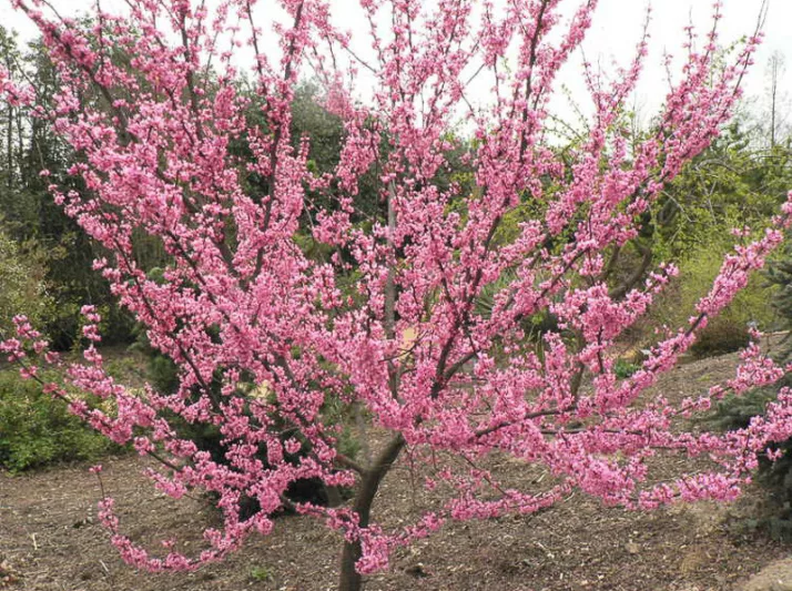 Cercis canadensis Tennessee Pink, Eastern Redbud Tennessee Pink, Shrub, Small Tree, Pink Flowers,