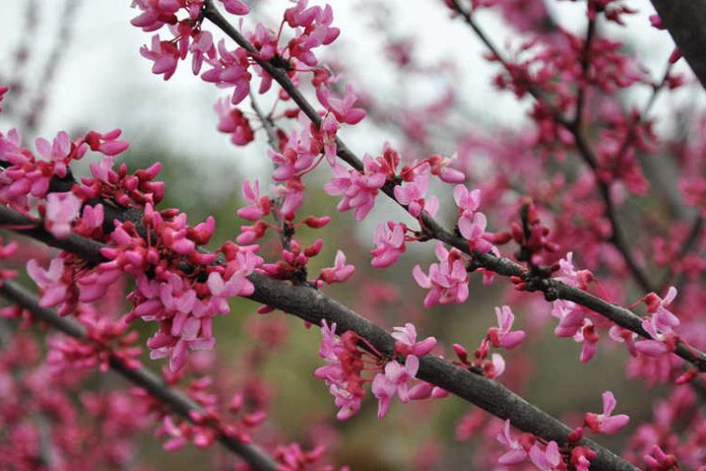 Cercis canadensis Tennessee Pink, Eastern Redbud Tennessee Pink, Shrub, Small Tree, Pink Flowers,