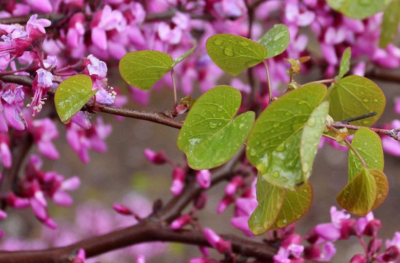 Cercis occidentalis, Western Redbud, Shrub, Small Tree, Pink Flowers,