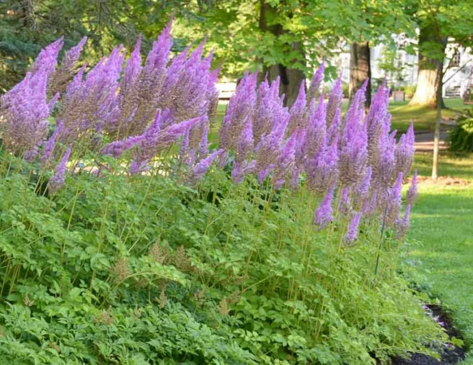Chinese Astilbe 'Purple Candles', False Spirea 'Purple Candles', False Goat's Beard 'Purple Candles', Astilbe 'Purple Candles', Purple Astilbe, Purple False Spirea, Purple False Goat Beard
