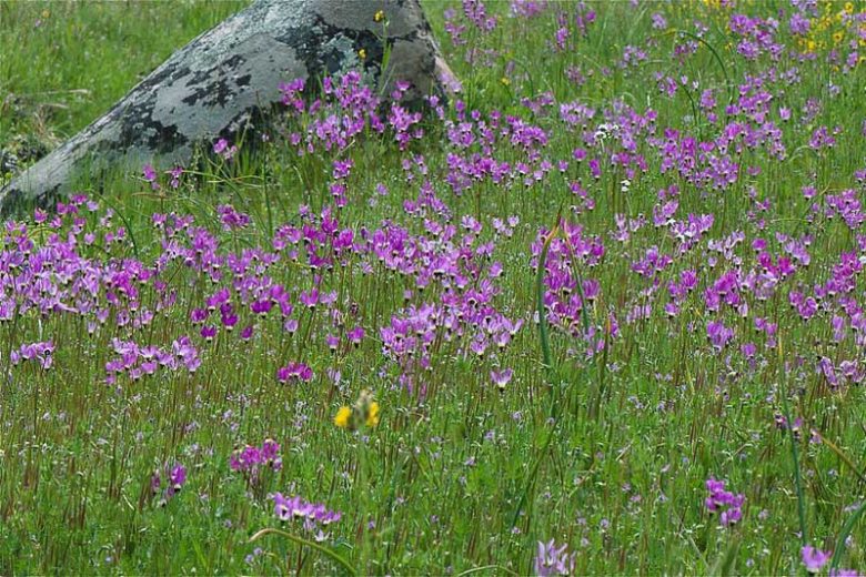 Dodecatheon clevelandii, Padre's Shooting Star, Padre's Shootingstar, Primula clevelandii, California Native Perennial, California Native plants, Purple Flowers