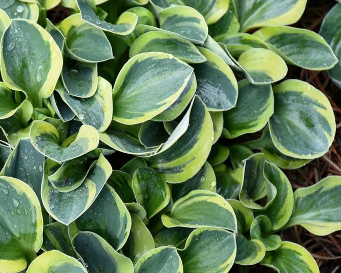 Hosta Mighty Mouse, Variegated Plantain lily, Plantain Lily Mighty Mouse, Shade perennials, Plants for shade