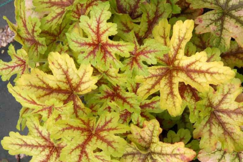 Heucherella 'Alabama Sunrise', Foamy Bells 'Alabama Sunrise, Shade plants, Evergreen perennials, Yellow Heucherella, Yellow Foamy Bells